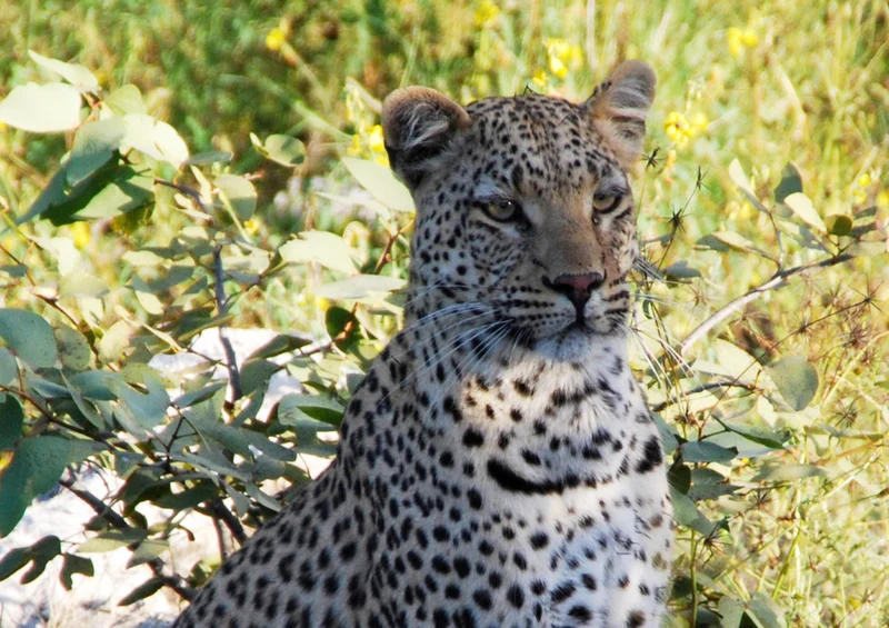 79787 Tierwelt - Leopard Puzzle