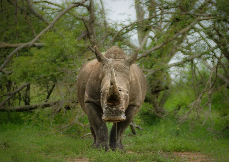 80454 Natur - Nashorn Puzzle