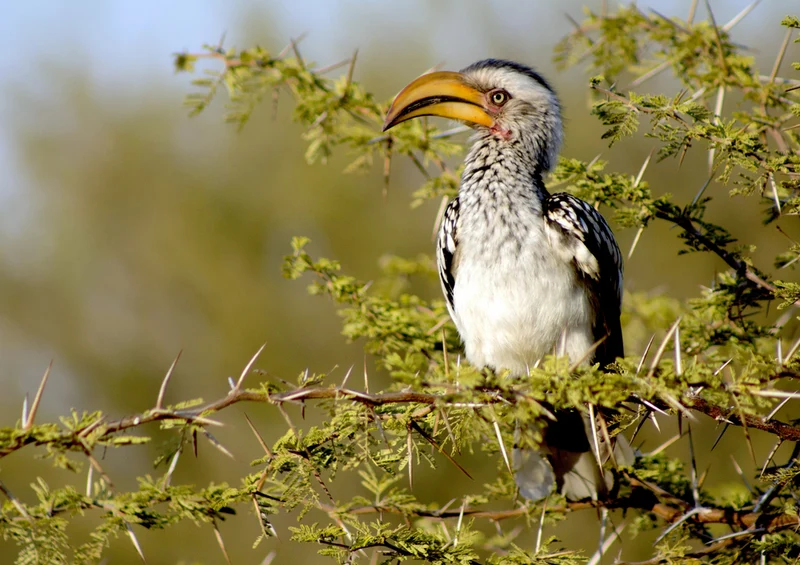 80459 Natur - Nationalvogel Puzzle