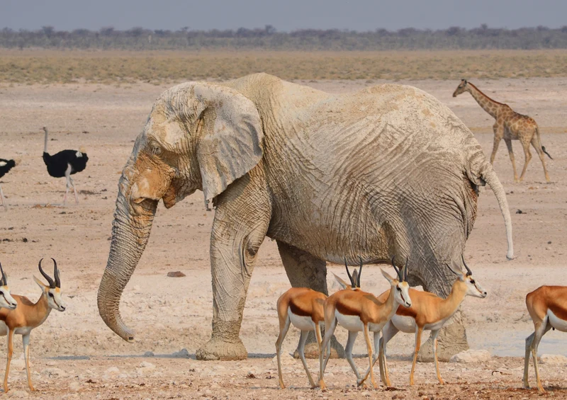 80462 Natur - Elefant Puzzle
