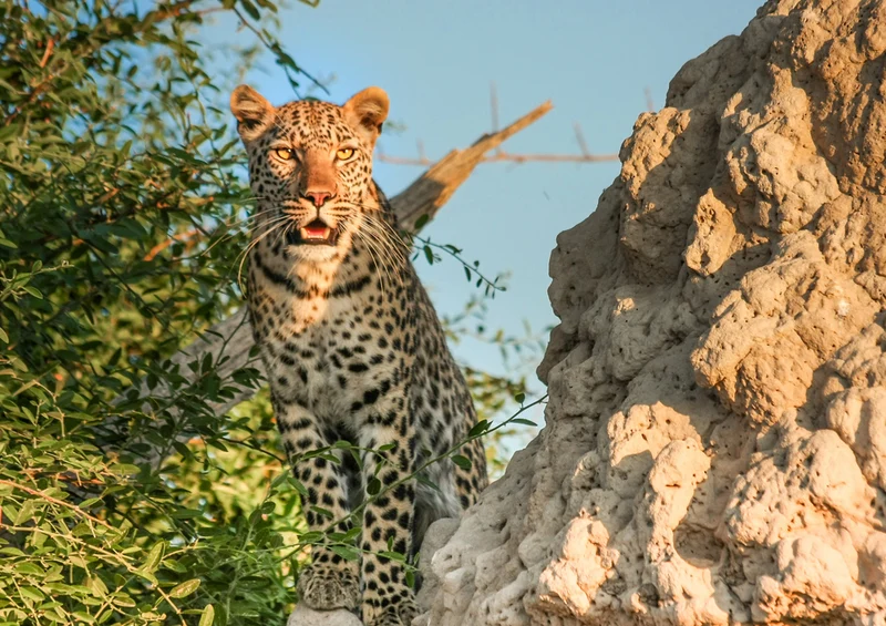 80465 Natur - Leopard Puzzle