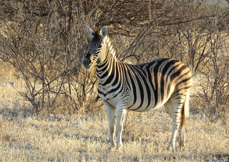 80317 Natur - Zebra Puzzle
