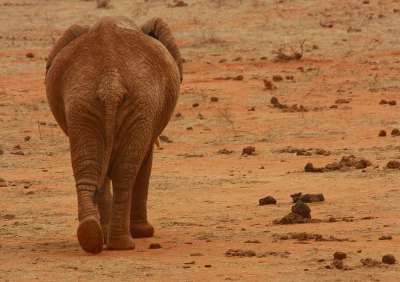80601 Natur - Elefant Puzzle