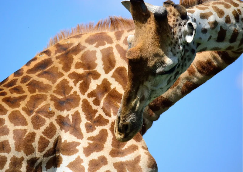 80604 Natur - Giraffe Puzzle