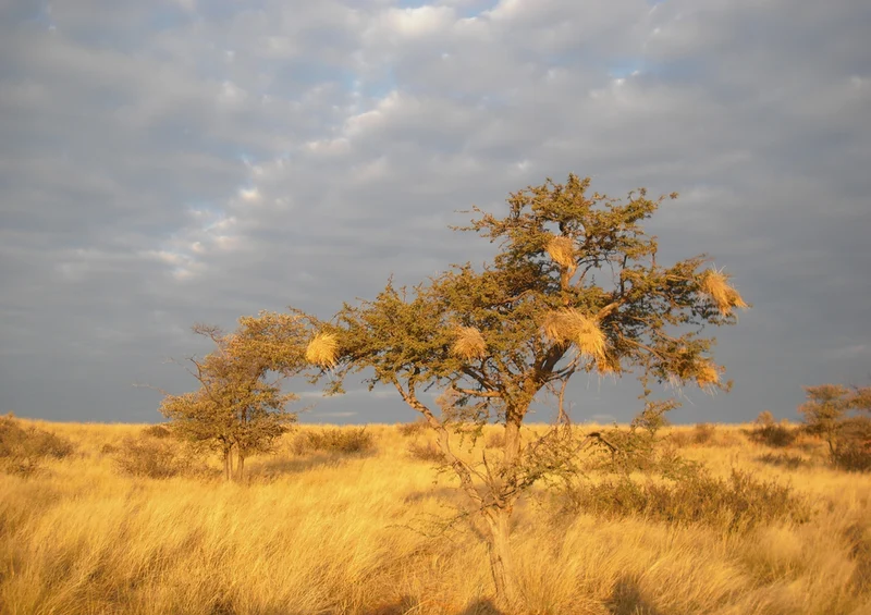 79236 Natur - Afrika Puzzle