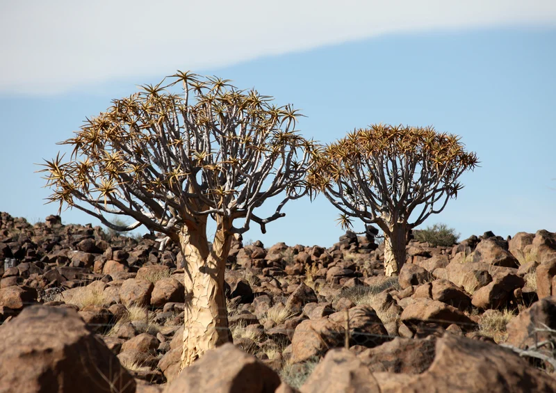 79804 Natur - Namibia Puzzle