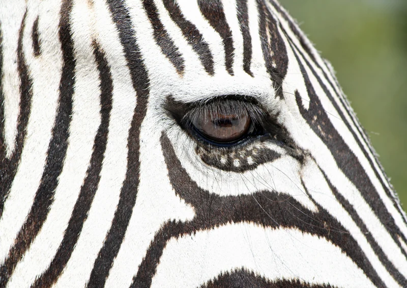 79824 Tierwelt - Zebra Puzzle