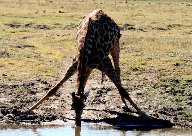 79840 Tierwelt - Giraffe Puzzle