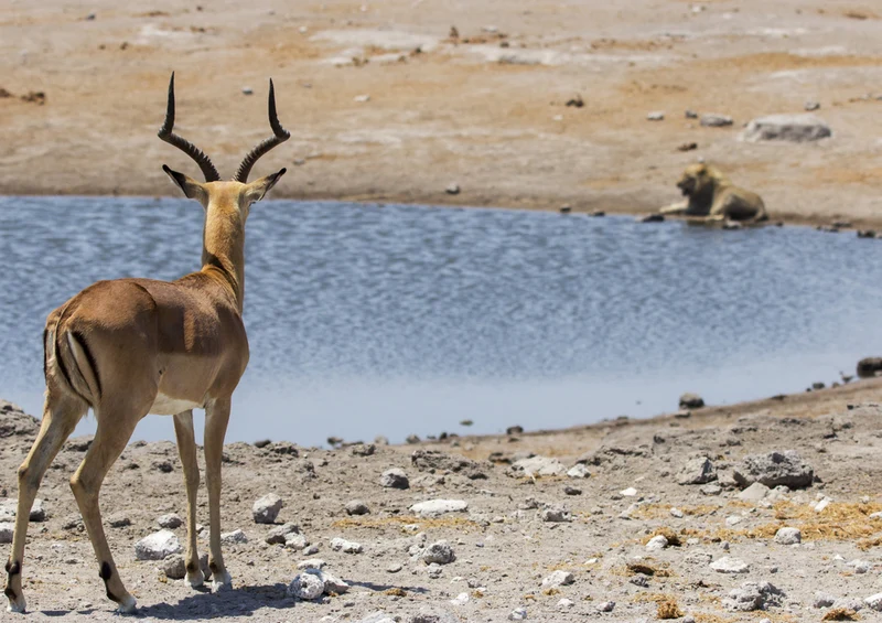 79841 Tierwelt - Namibia Puzzle