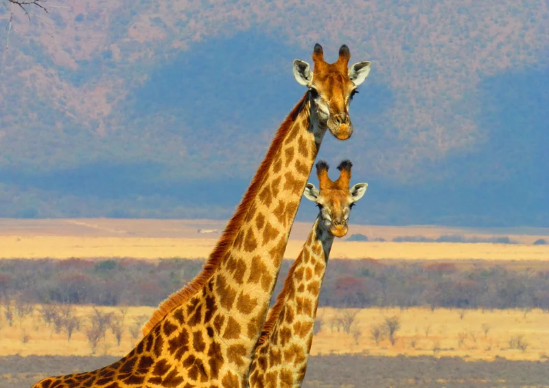 79091 Natur - Giraffen Puzzle