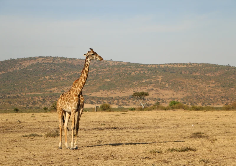 79101 Natur - Giraffe Puzzle