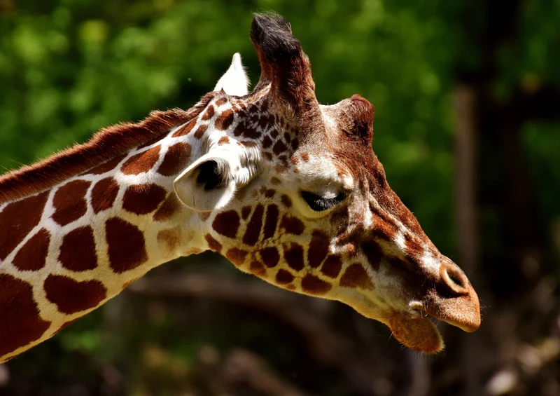79111 Natur - Giraffe Puzzle