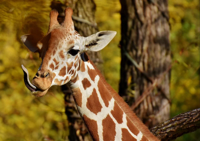 79116 Natur - Giraffe Puzzle