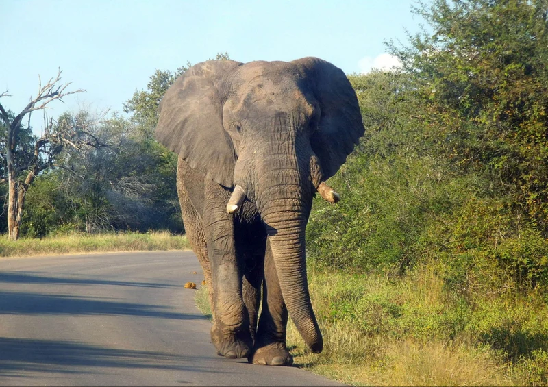 80470 Natur - Elefant Puzzle