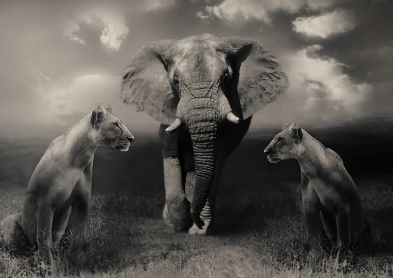 80306 Natur - Afrika Puzzle