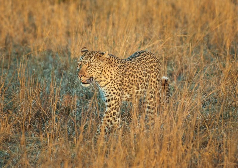 80332 Natur - Gepard Puzzle