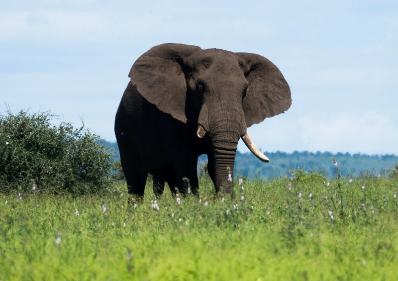 80335 Natur - Elefant Puzzle