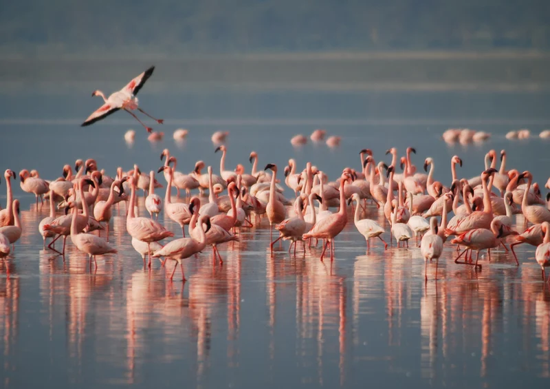 80340 Natur - Flamingos Puzzle