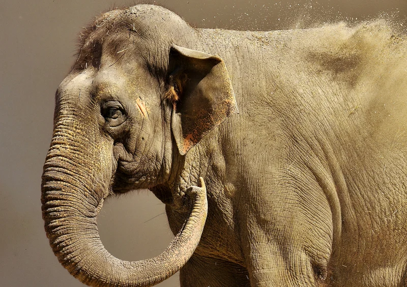 80609 Natur - Elefant Puzzle