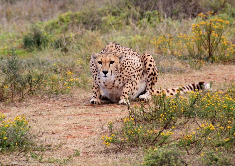 79249 Natur - Gepard Puzzle