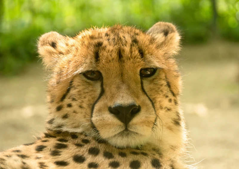 79250 Natur - Gepard Puzzle