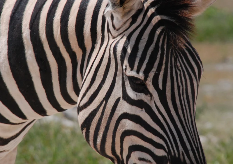 79859 Tierwelt - Zebra Puzzle