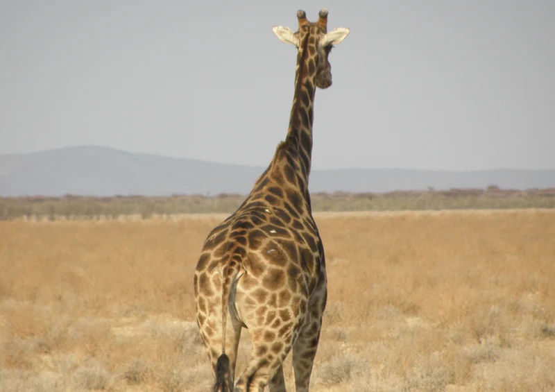 79871 Tierwelt - Giraffe Puzzle