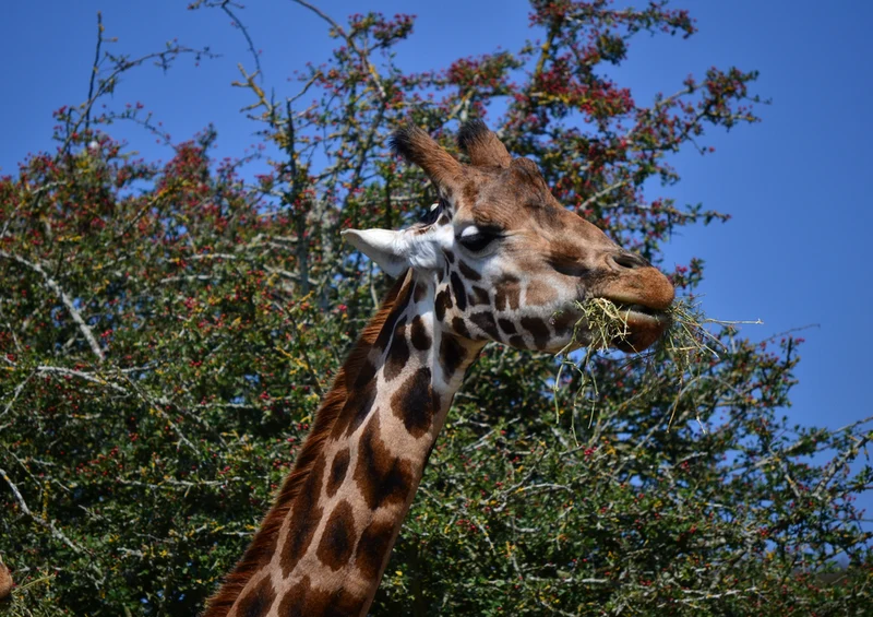 79120 Natur - Giraffe Puzzle