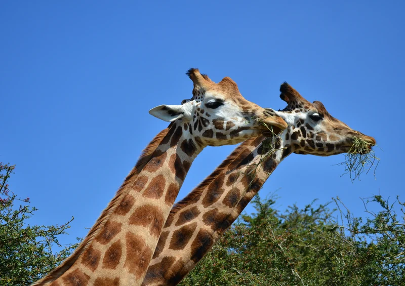 79128 Natur - Giraffe Puzzle