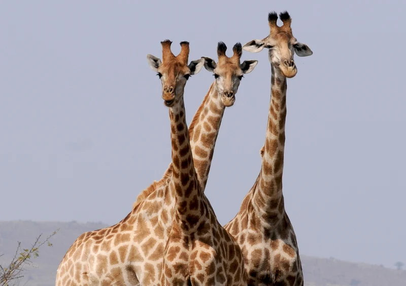 79139 Natur - Giraffen Puzzle