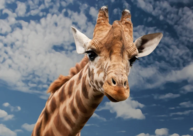 79142 Natur - Giraffe Puzzle