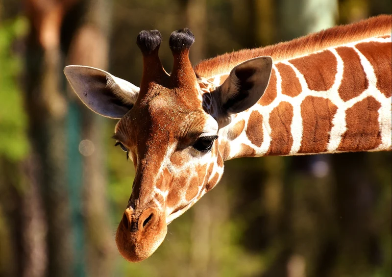 79143 Natur - Giraffe Puzzle
