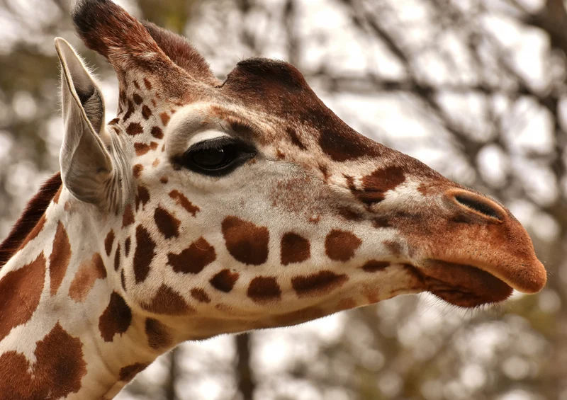 79149 Natur - Giraffe Puzzle