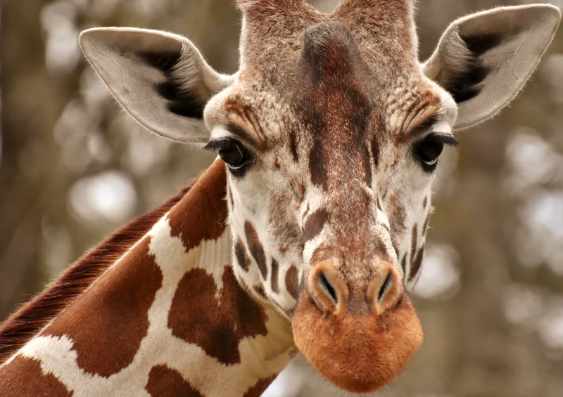 79156 Natur - Giraffe Puzzle
