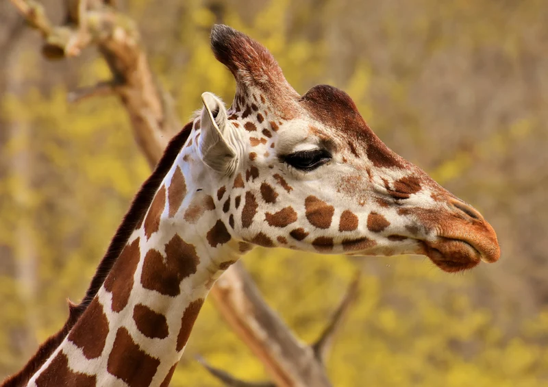 79162 Natur - Giraffe Puzzle
