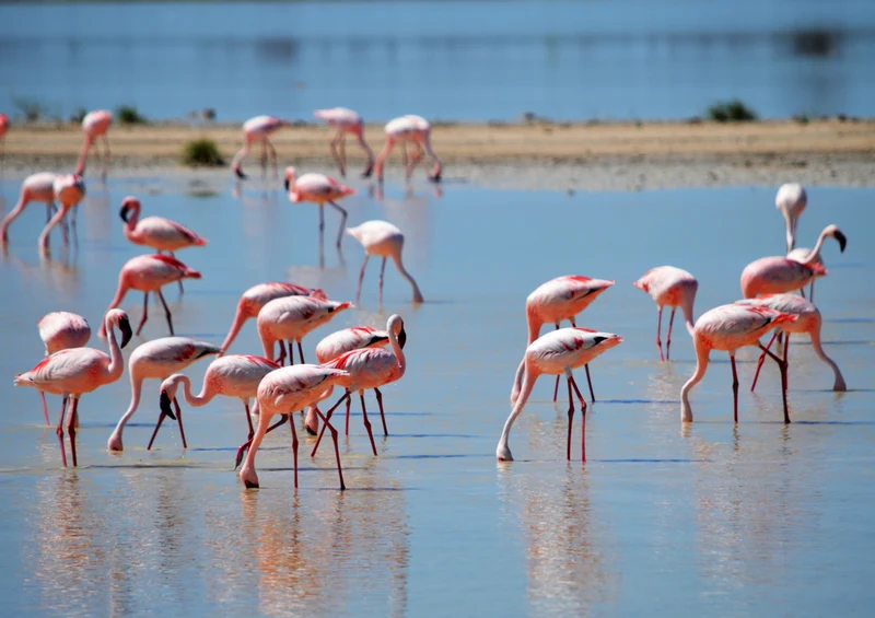 79641 Tierwelt - Flamingos Puzzle
