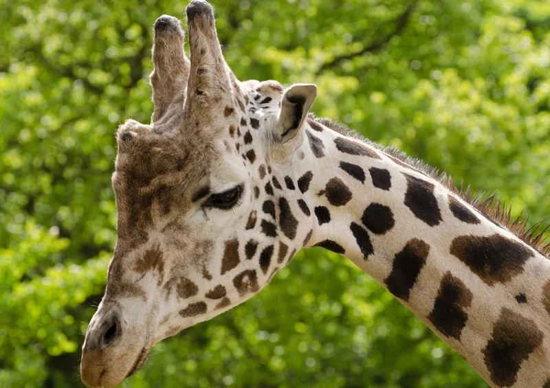 80496 Natur - Giraffe Puzzle