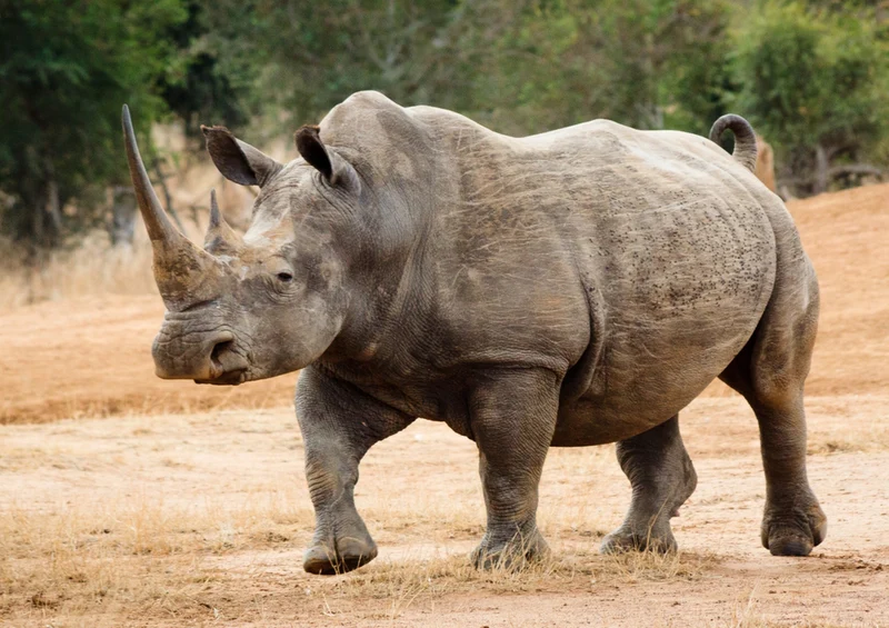 80501 Natur - Nashorn Puzzle