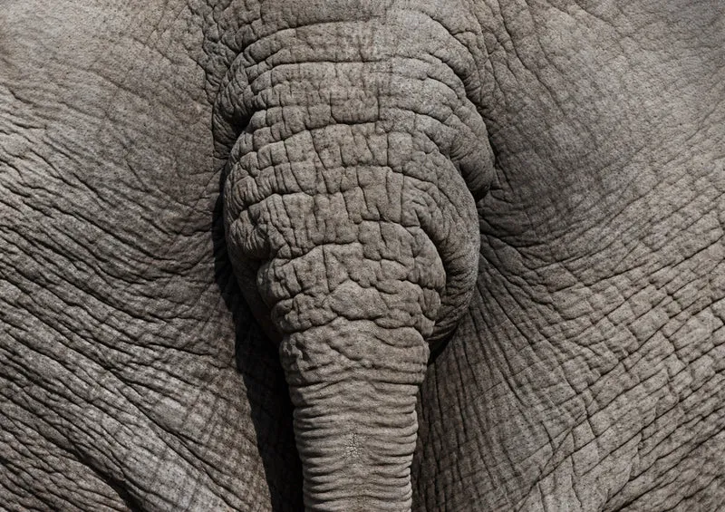 80507 Natur - Elefant Puzzle