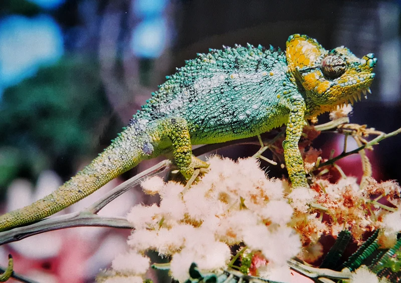 80515 Natur - Chameleon Puzzle