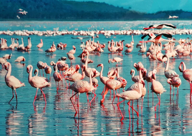 80520 Natur - Flamingo Puzzle