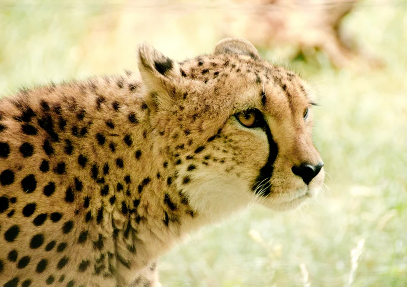 79279 Natur - Gepard Puzzle