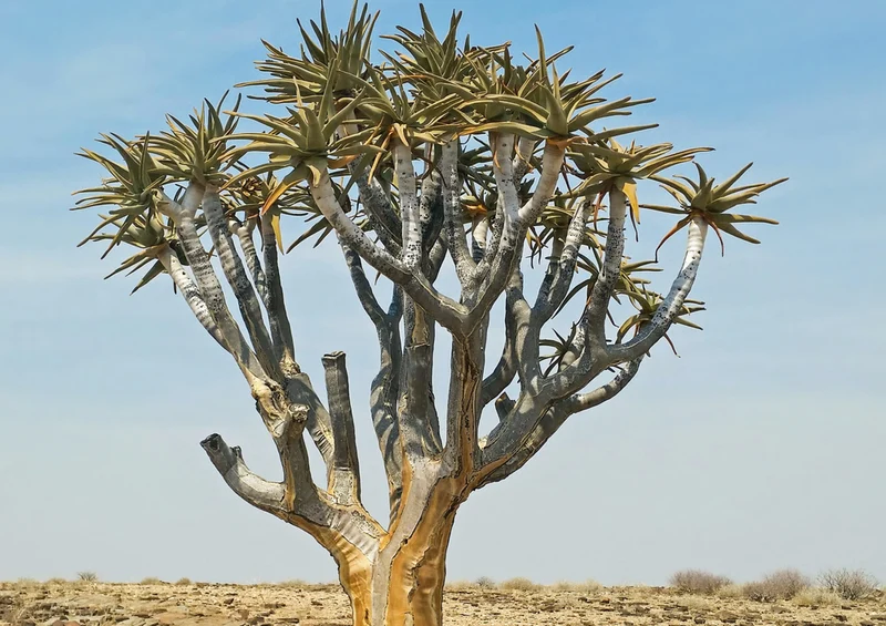 79886 Natur - Namibia Puzzle