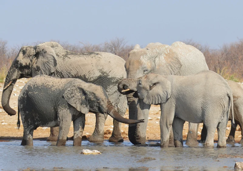 79895 Tierwelt - Elefanten Puzzle