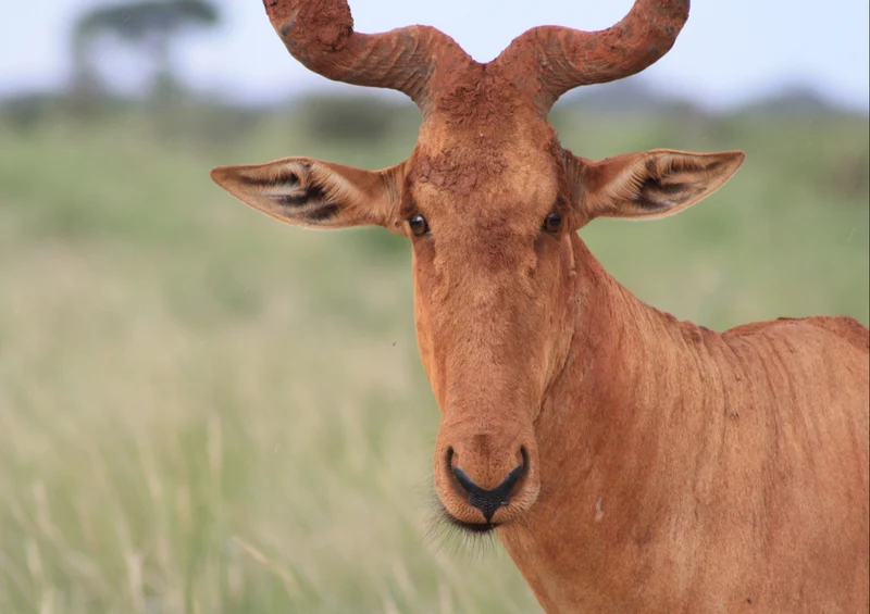 80753 Natur - Hartebeest Puzzle