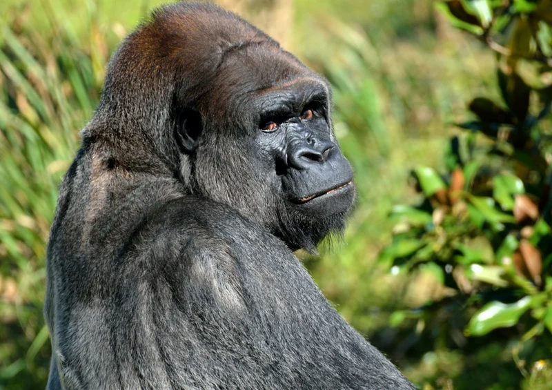 80352 Natur - Gorilla Puzzle