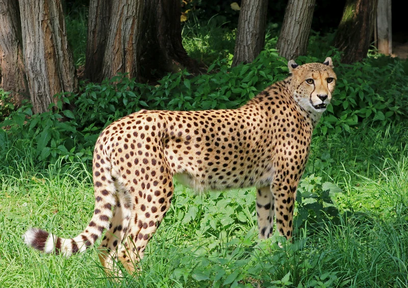 80355 Natur - Gepard Puzzle