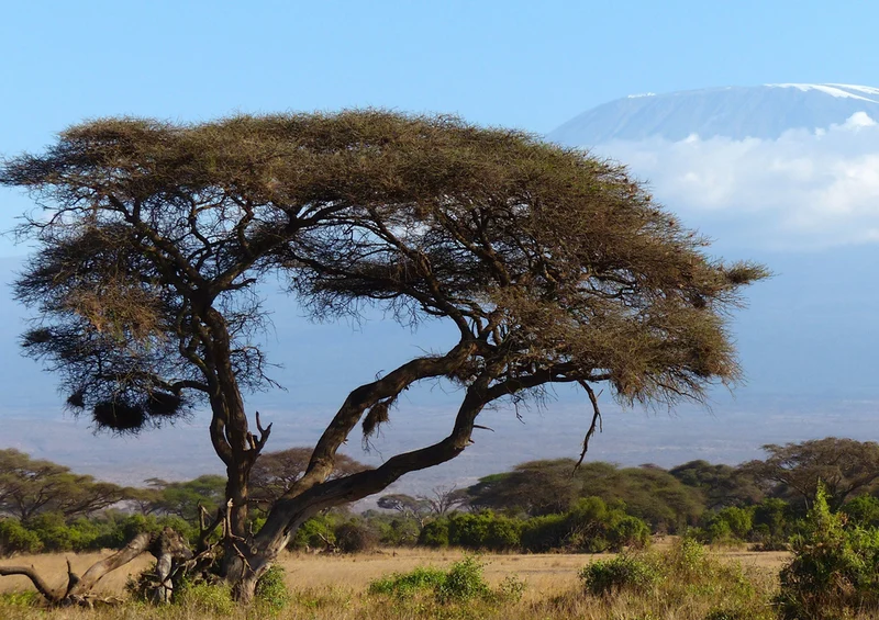 80361 Natur - Afrika Puzzle