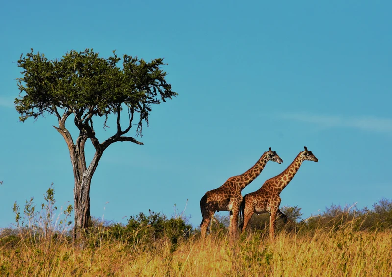 80366 Natur - Giraffen Puzzle