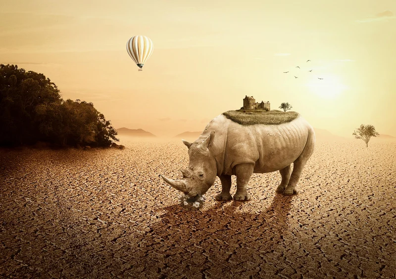 80370 Hintergründe - Nashorn Puzzle